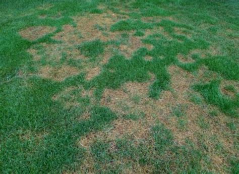 brown grass over distribution box|The Demise of Grass Above Septic Tanks: Factors .